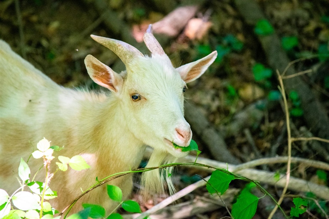 Goat eats invasive vine