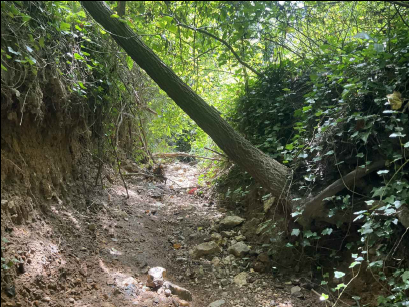 Providence Park outfall image of downed tree 