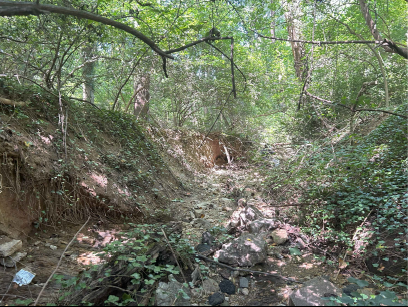 Van Dyck outfall wooded area 