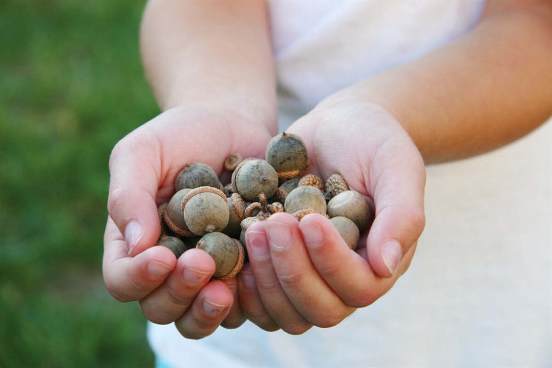 hands holding acorns