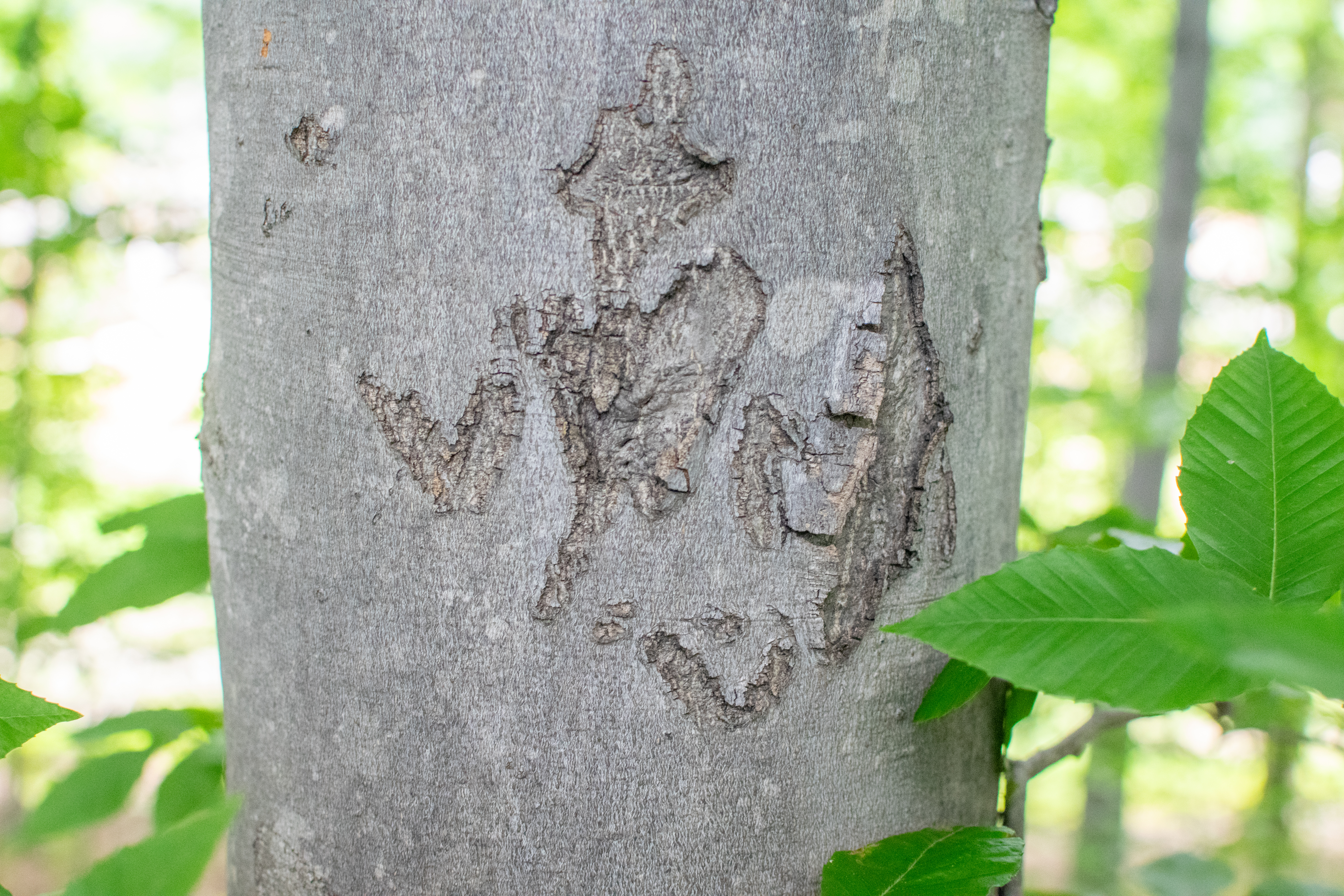 vandalize beech tree