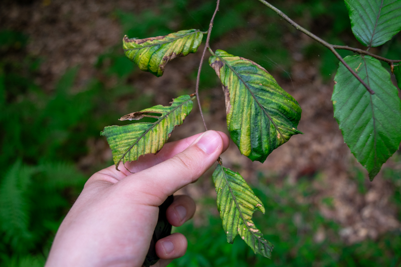 beech_leaf_disease_credit_Sophia_Chapin-10.jpg