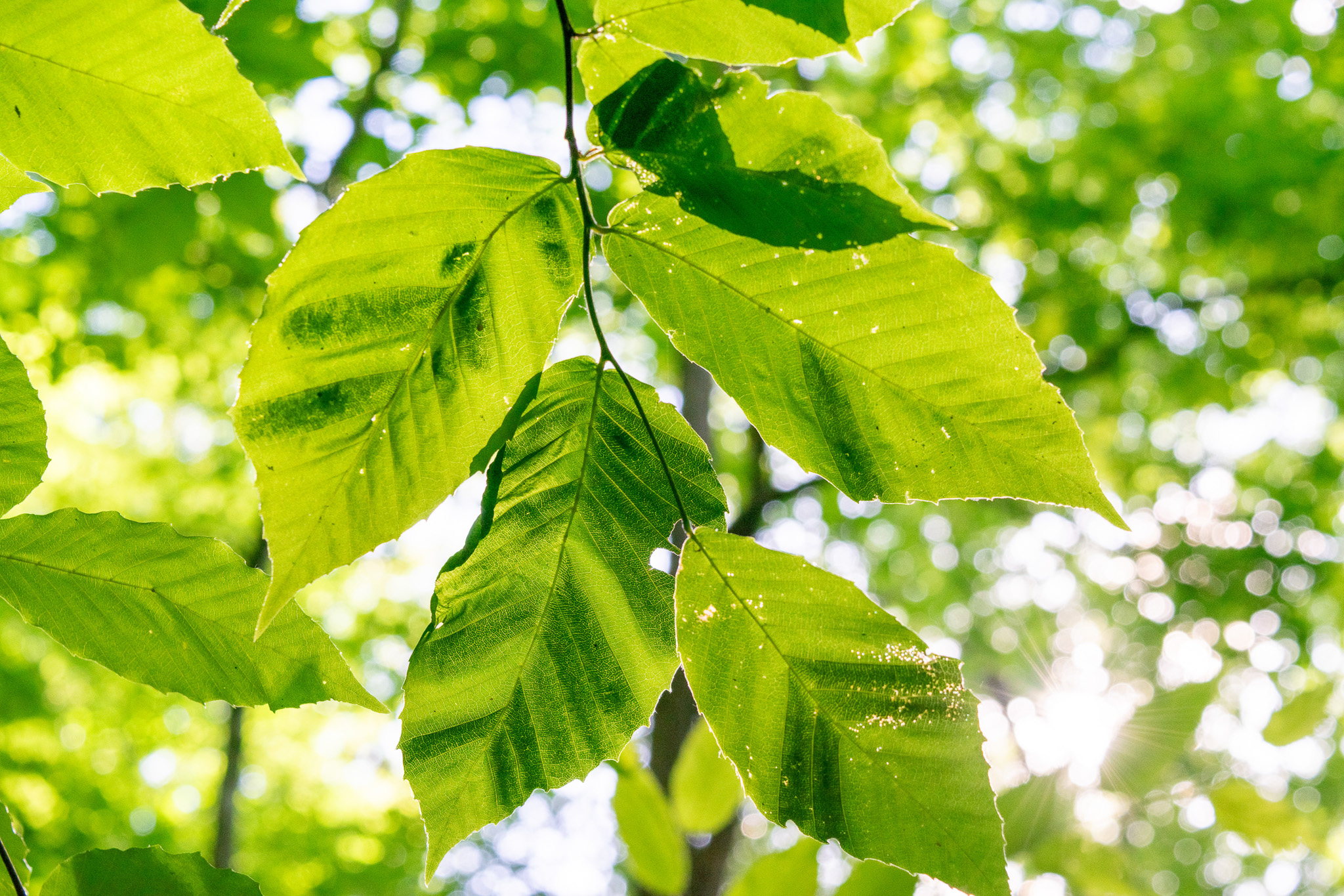 early symptom leaves with dark bands