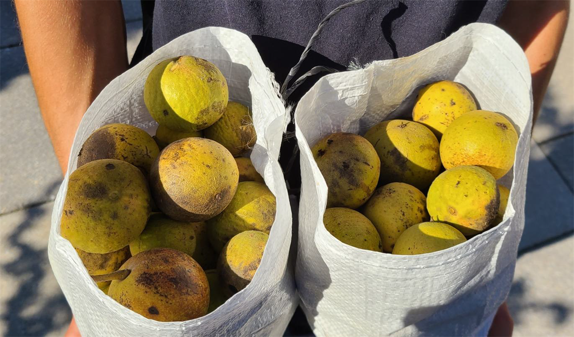 bagged collection of black walnuts.png