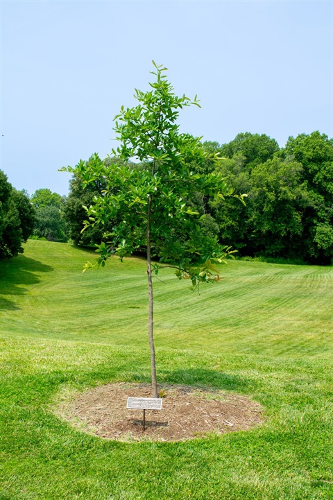 a memorial tree planted in a park
