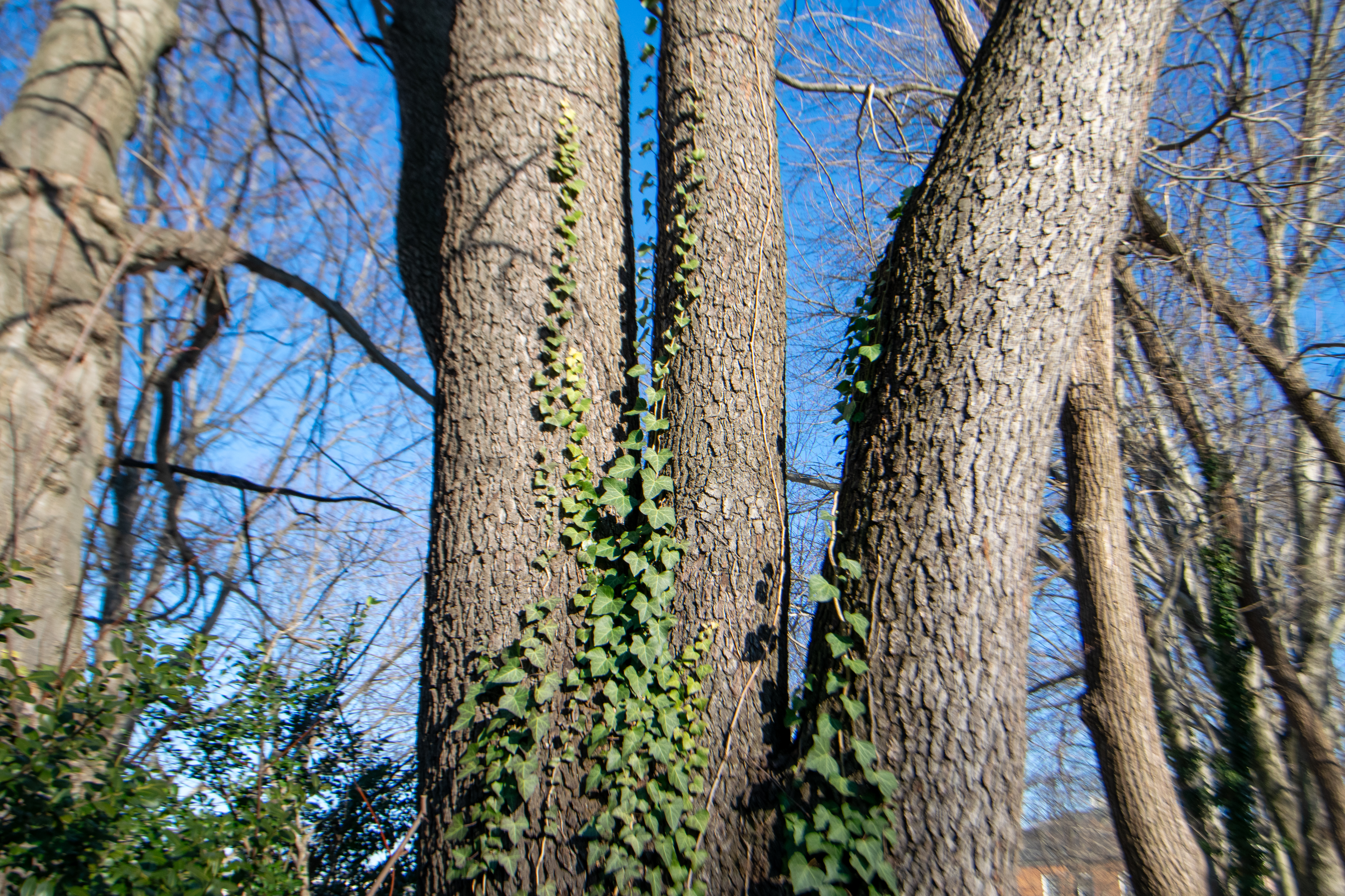 English ivy vines climb trees at City Hall