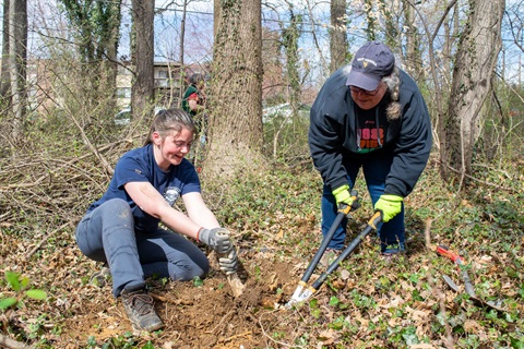 two women remove an invasive shrub