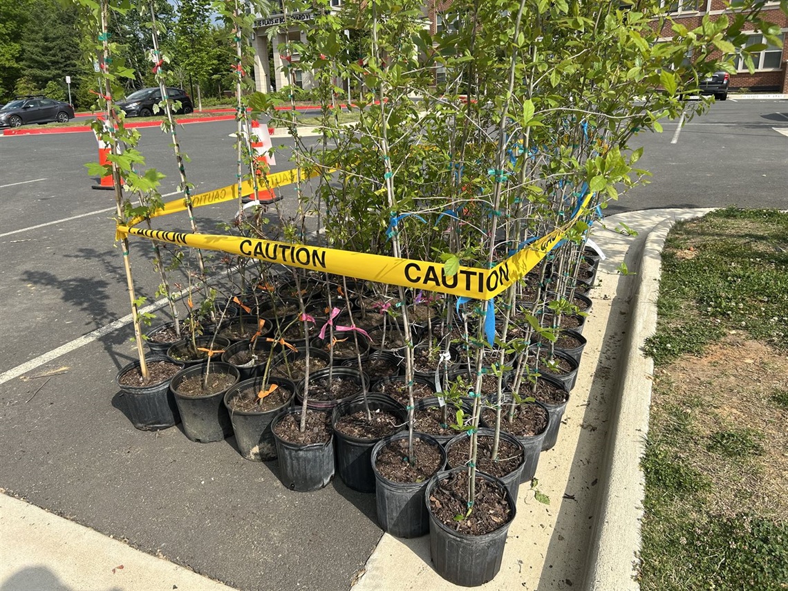 trees for pickup