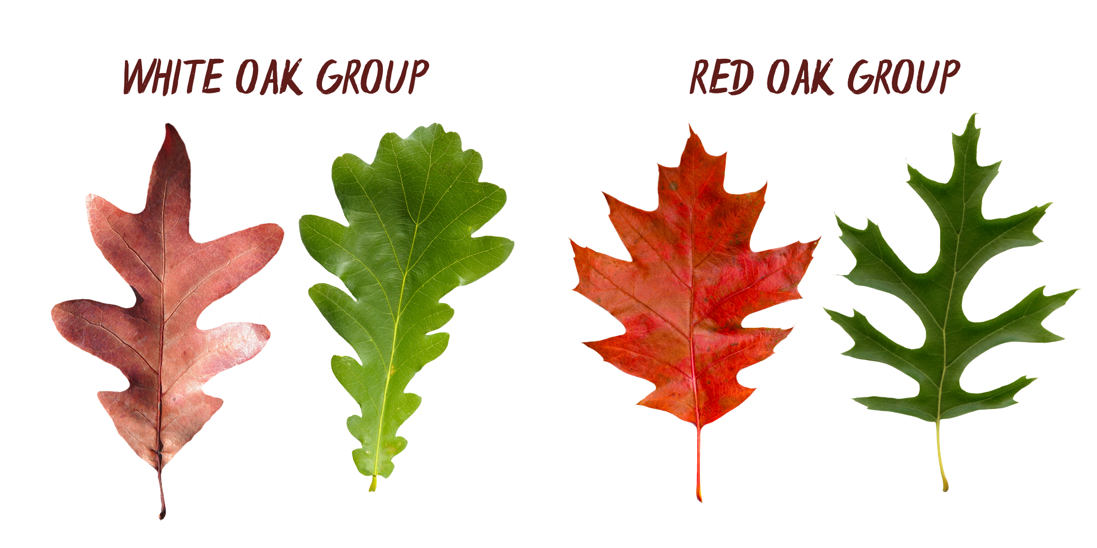 Image showing white oak group leaves.