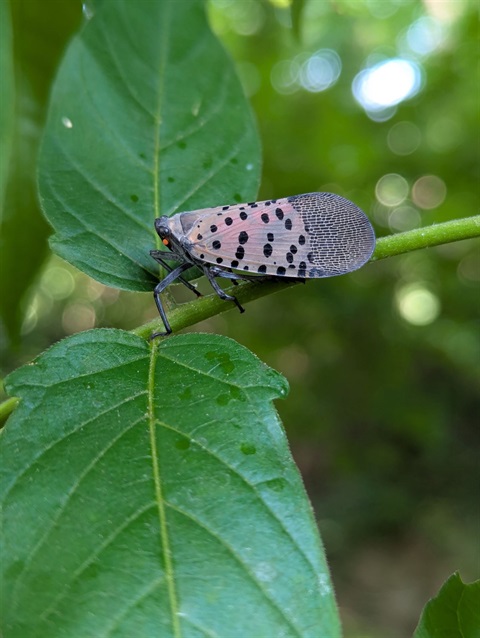spotted lanternfly adult on tree of heaven
