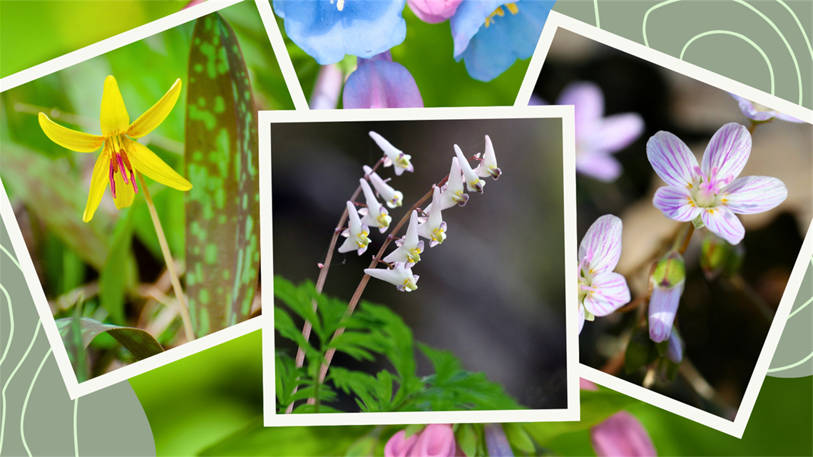 three pictures of flowers