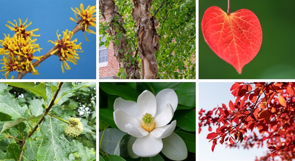 tree-banner.jpg