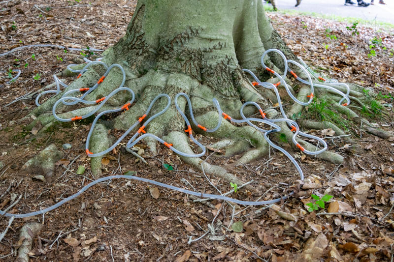 beech tree roots with tubing