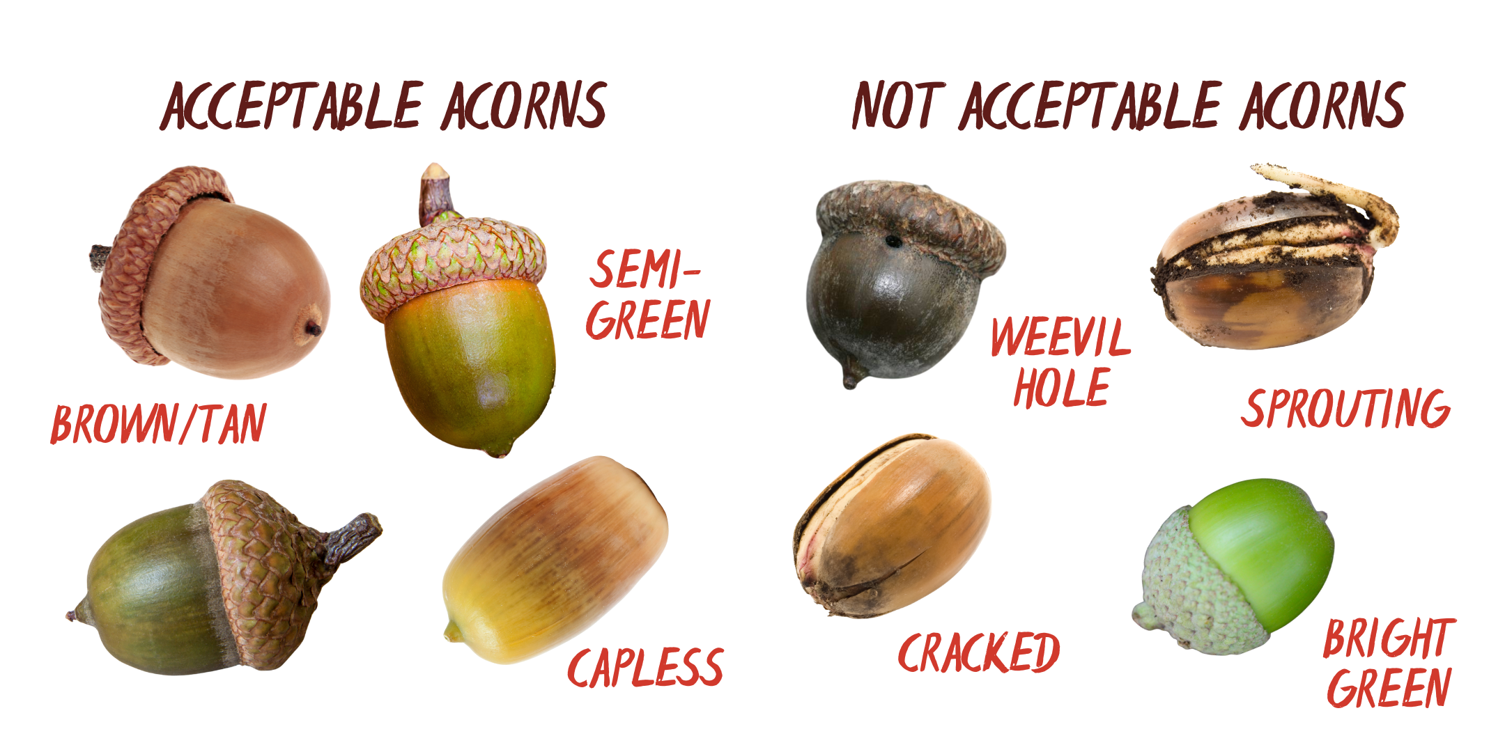 Acorn Nut Collection City Of Fairfax VA Acorn Nut Collection City Of Fairfax VA